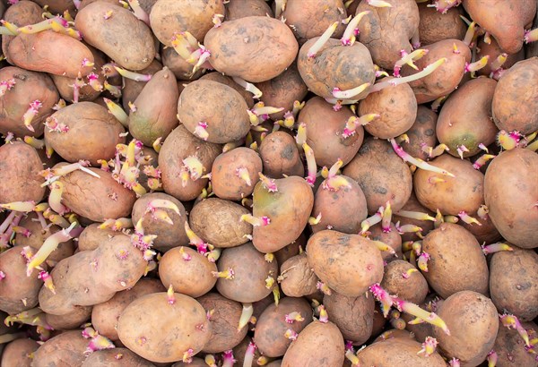 Ako zabrániť klíčeniu zemiakov? Pomôže (ne)obyčajná rasca